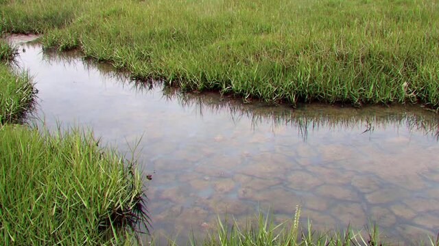 SALT MARSH AND MUDFLATS