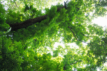 コーカサスサワグルミ