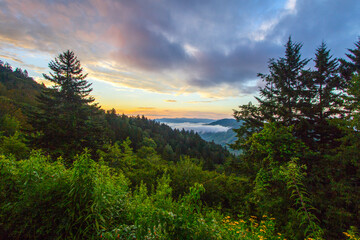 Great Smoky Mountains Sunrise And Wildflowers. Smoky Mountain sunrise with wildflowers in the foreground at Newfound Gap in the Great Smoky Mountains National Park in Gatlinburg, Tennessee.