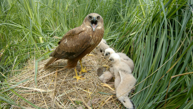Northern marsh harrier bird on nest with chicks Circus aeruginosus