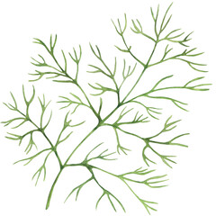 Dill isolated on white. Watercolor botanical illustration. Culinary herb of spice for flavouring food. Hand drawn plant for packaging, label, logo design. Ingredient for  recipe.