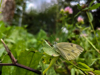 Motyl Bielinek kapustnik