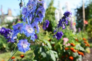 Obraz premium Light blue delphinium against colourful flower garden