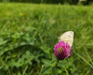 Motyl Bielinek kapustnik na kwiatku