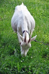 small animal goat 