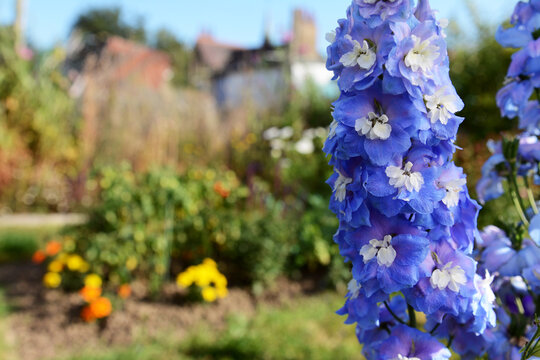 Blue delphinium blooms with white centres in a sunny garden