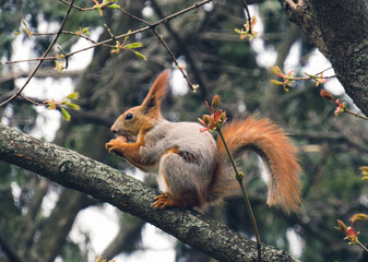 squirrel on a tree