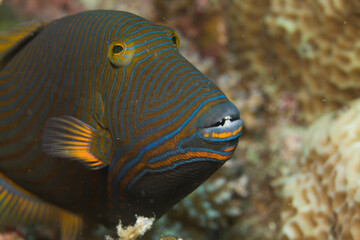 Obraz premium trigger fish underwater