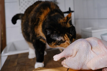 raw chicken broiler lies on the kitchen table on a wooden board, a domestic cat sneaks up on the meat, wants to eat it, the concept of feeding and raising pets