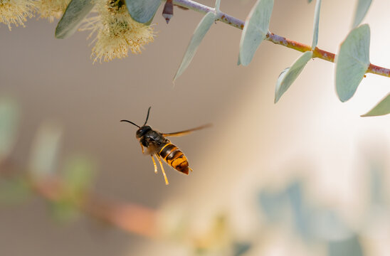 Avispa, Vespa velutina. Avispa asi&aacute;tica en vuelo. Eucalyptus Gunnii.