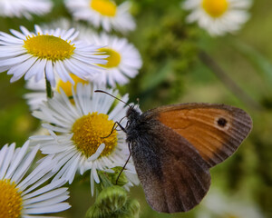 Motyl Przestrojnik titonus na kwiatku