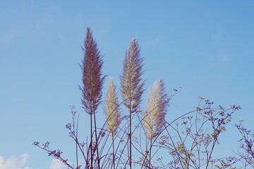 white plants and blue sky in the nature, autumn season