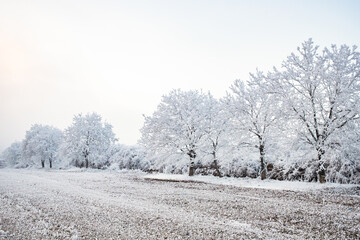 beautiful frozen winter landscape with frosty trees
