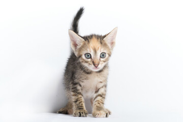 Obraz premium cute kitten in studio with white background