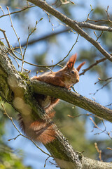 Red squirrel on a tree