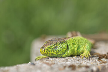 Lizard on a stone