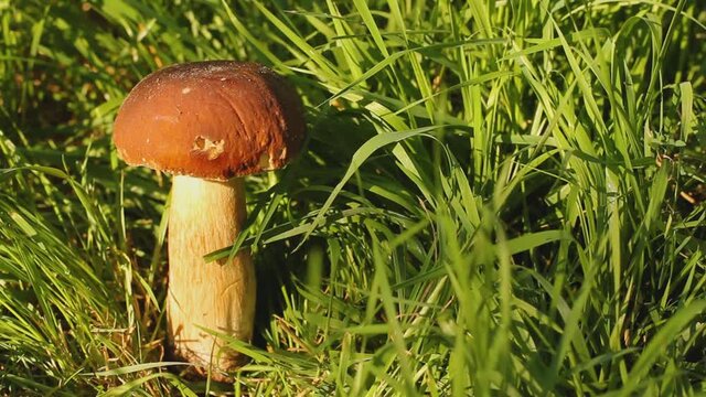 White mushroom in the grass. The mushroom is illuminated by the sun