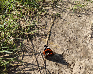 Motyl Rusałka admirał © Jakub