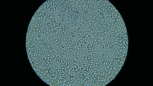 View Under Microscope. Biofuel production. Fermentation of Ethanol. Live bacteria