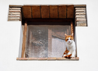 cat on a window