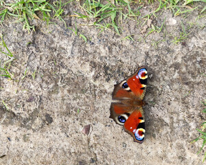 Motyl Rusałka pawik © Jakub
