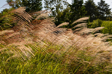 Japanese pampas grass in Japan  in autumn