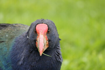 Takahe portrait, Tiritiri Matangi