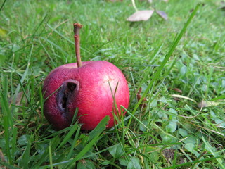 Rotten apple in autumn apple orchard