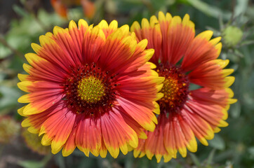 Bright Gaillardia on a blurred green background, macro