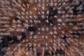 Aerial view of cottonwood forest in winter with no snow