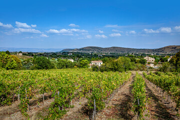 Fototapeta na wymiar Vineyards in France