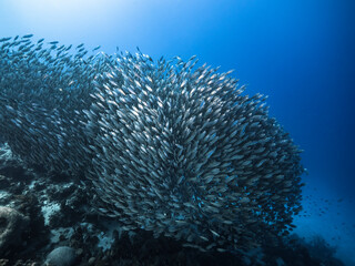 Bait ball / school of fish in turquoise water of coral reef in Caribbean Sea / Curacao