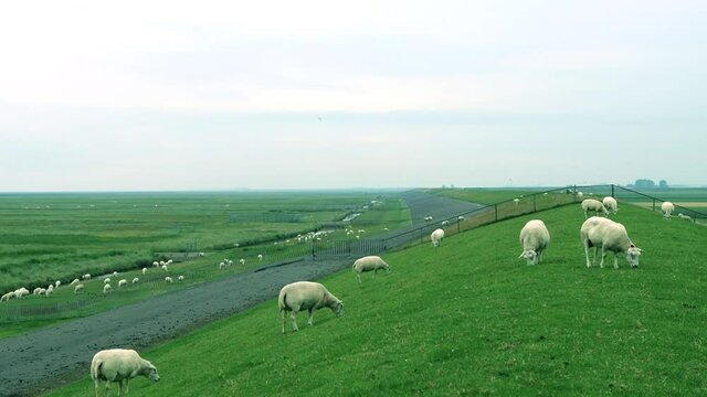 SHEEP ON THE DIKE ARROUND THE MARSHLAND