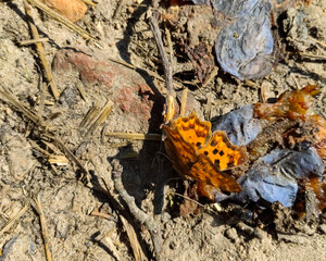 Motyl Rusałka ceik © Jakub