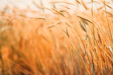 Ripe barley crops in cultivated field