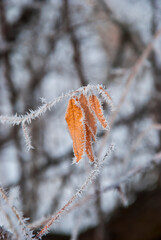 Ukrainian winter frosted branch tree  nature weather close up macro water 