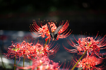 彼岸花と揚羽蝶　ヒガンバナとアゲハチョウ