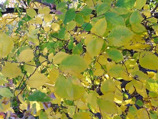 autumn leaves background