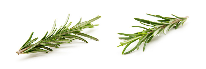 Twig of rosemary on a white background