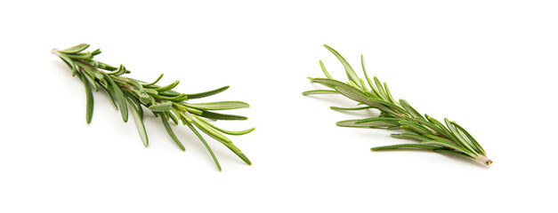 Twig of rosemary on a white background