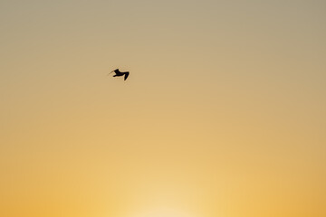 Silhouette of a flying seagull at sunset. Alone bird flying