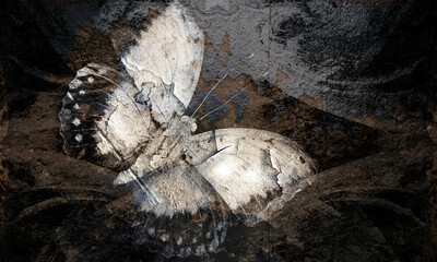 Obraz premium butterfly background