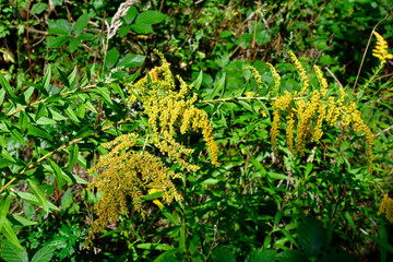 Botany, Canadian Goldenrod