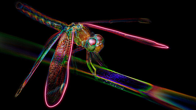 multicolored dragonfly on a branch, macro photo of this elegant and fragile predator with wide wings and giant colorful eyes, digital neon light effect, black background, Koh Lanta, Thailand