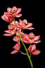 pink orchid isolated on black