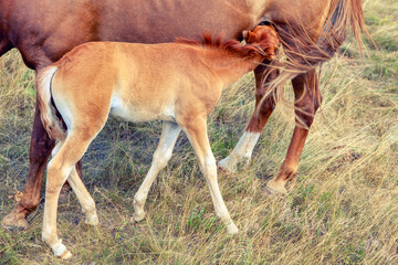 Naklejka na ściany i meble Foal breasting . Mare and young colt