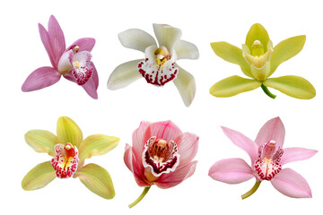Obraz na płótnie Canvas set of orchid flowers isolated on white