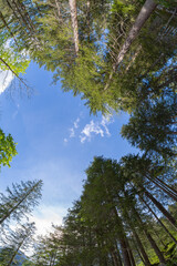 Baumkronen blauer Himmel wolkig