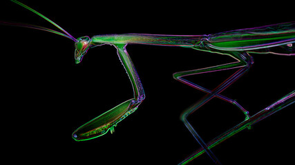 green praying mantis on a leaf, slim and gracious insect but dreadful predator for the small ones. macro photo of the wildlife of Thailand. digital neon light effect, black background   