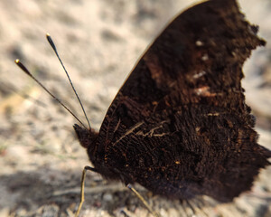 Motyl Rusałka pawik